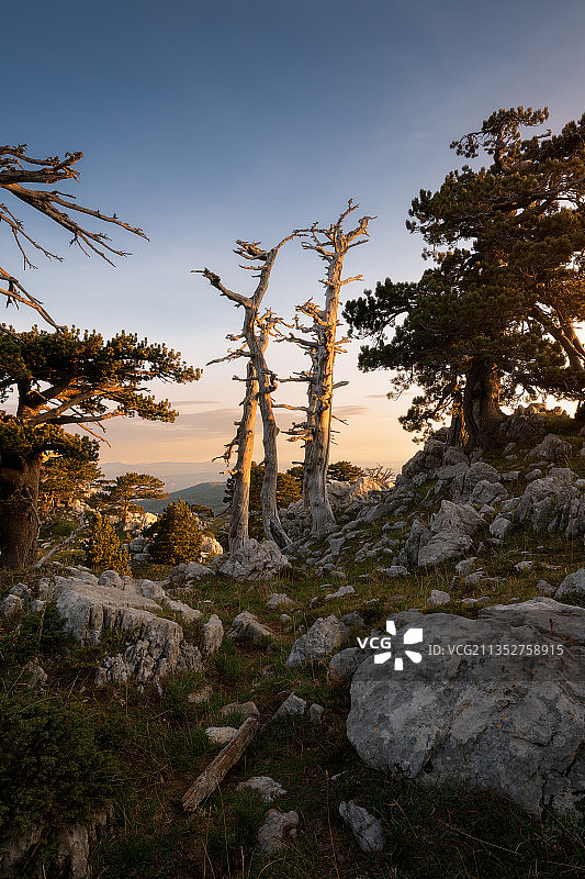 意大利波坦察省维焦内洛日落时岩石上的树木图片素材