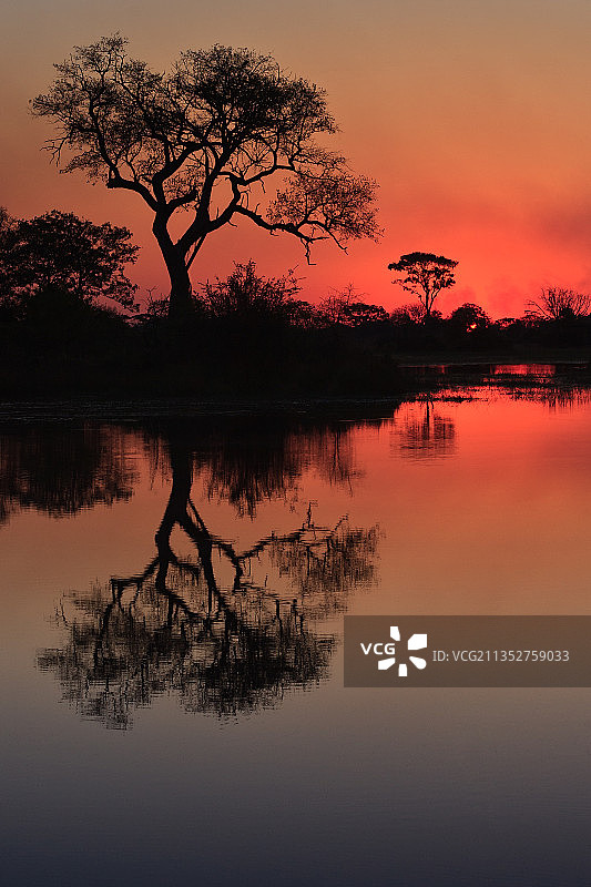 博茨瓦纳日落时分湖边的树木轮廓图片素材