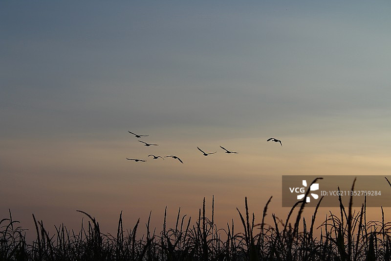 鸟群飞过田野日落剪影图片素材