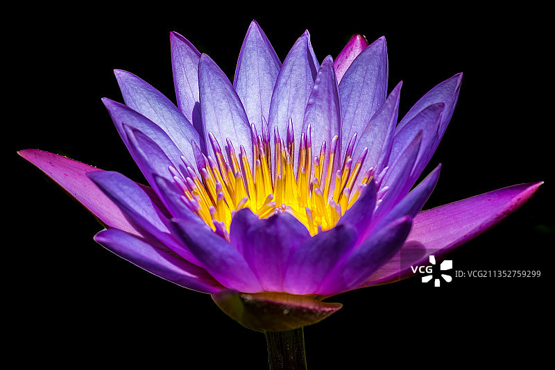 紫色睡莲特写图片素材