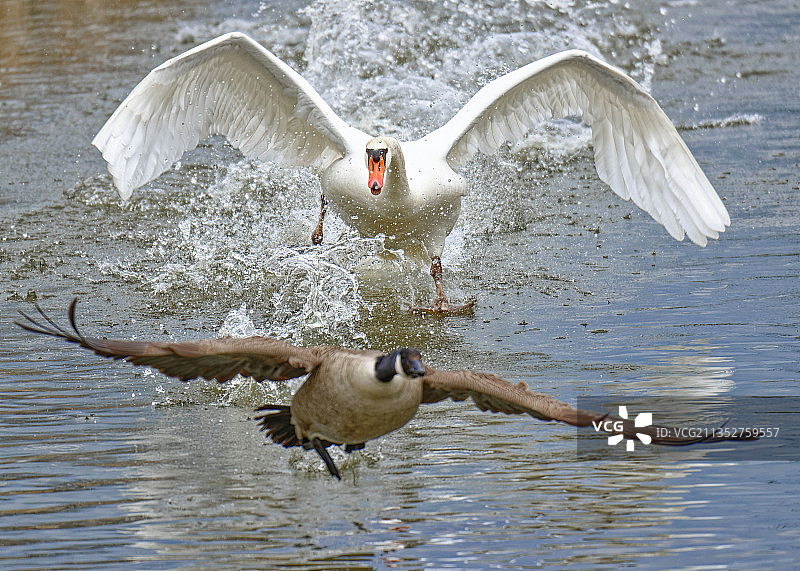 疣鼻天鹅攻击加拿大鹅，德国汉诺威图片素材