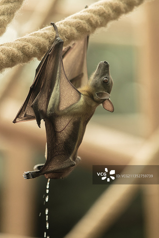 悬挂在绳索上的蝙蝠特写，法国巴黎图片素材