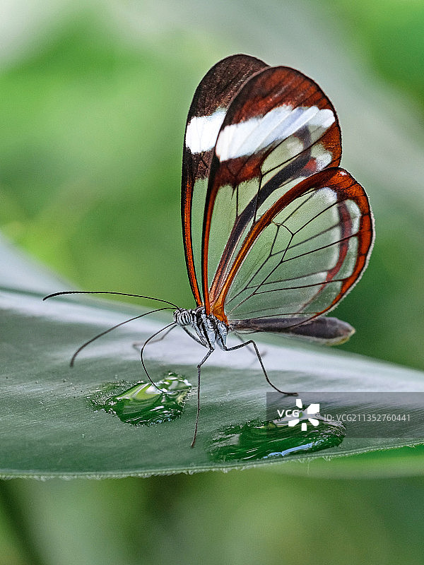 德国树叶上的蝴蝶特写图片素材