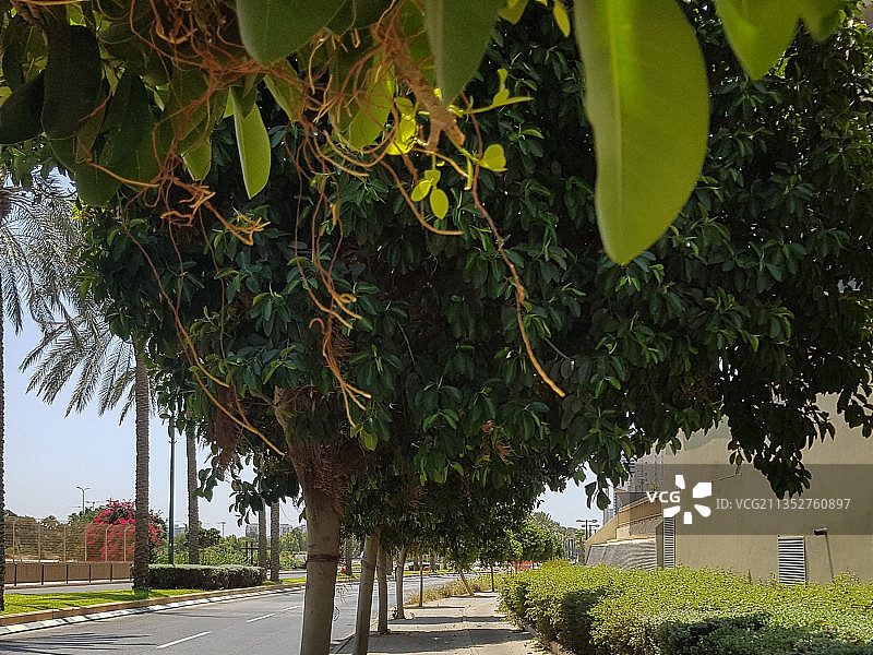 以色列内坦亚公路旁的树木图片素材