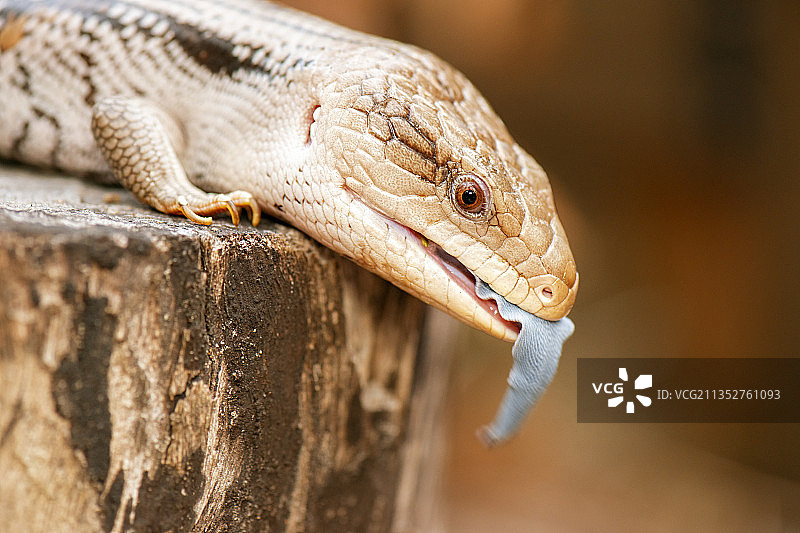 木头上的蜥蜴特写图片素材
