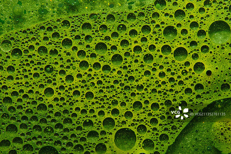 绿叶全景照片图片素材