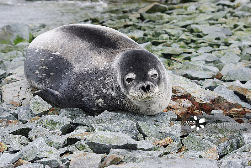 岩石上海豹的特写图片素材