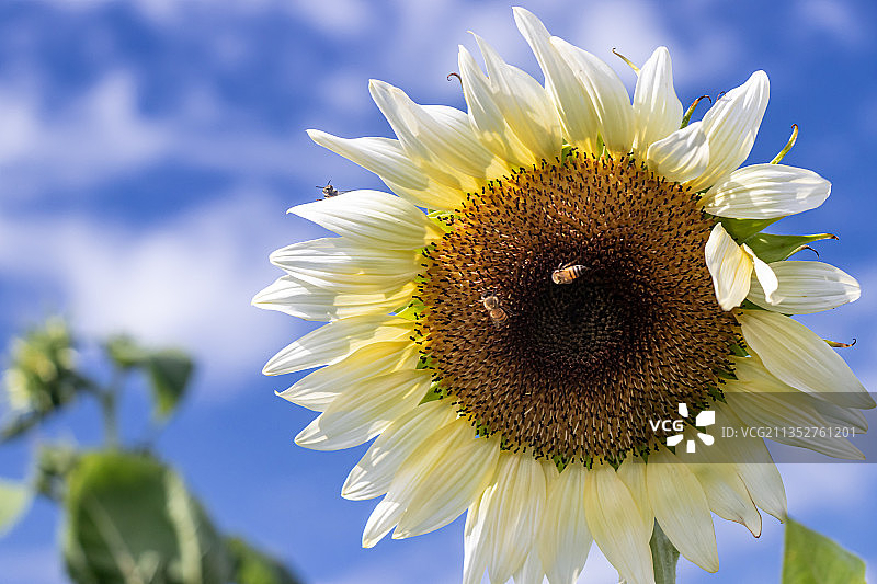 波多黎各：天空下的向日葵特写图片素材