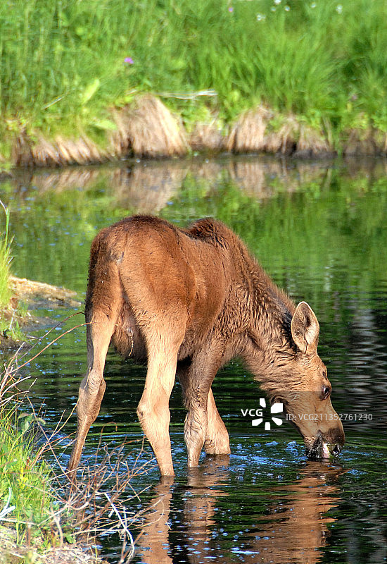 美国蛇河中的雌性驼鹿图片素材
