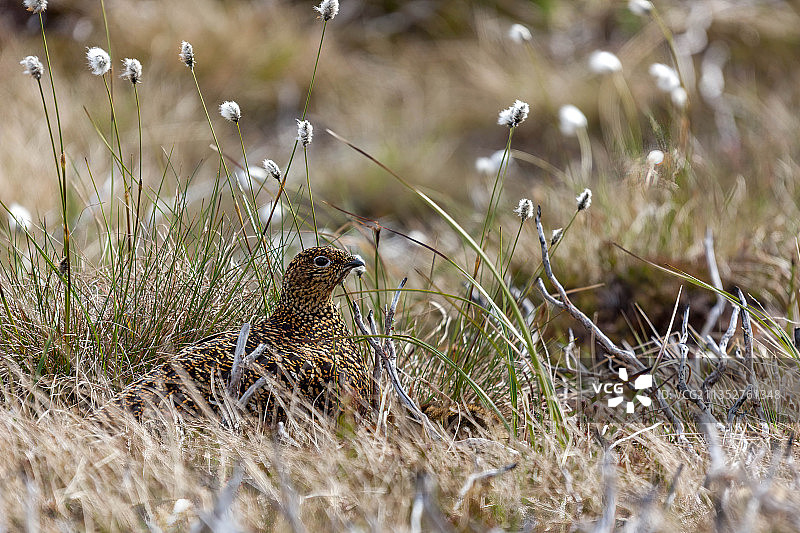 草地小鸟特写，英国图片素材