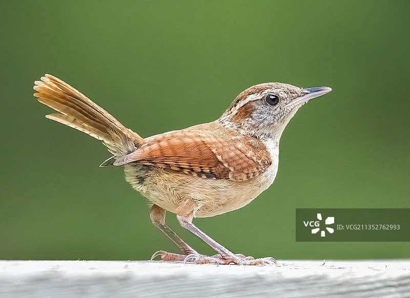 热带莺雀户外栖息特写，美国佐治亚州梅肯图片素材