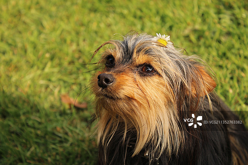 约克夏梗犬特写图片素材