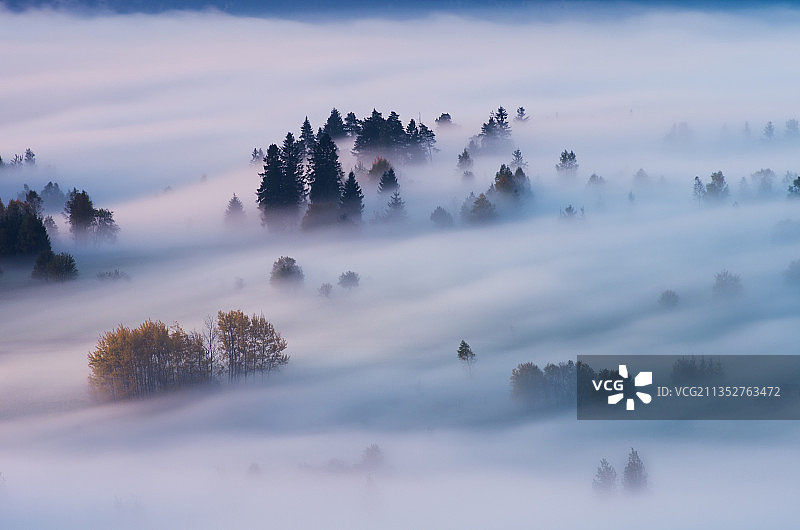 波兰克鲁什科夫采雾天的树木风景图片素材