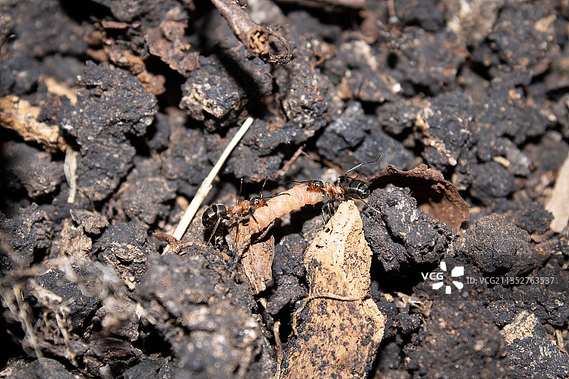昆虫地面高角度视图图片素材