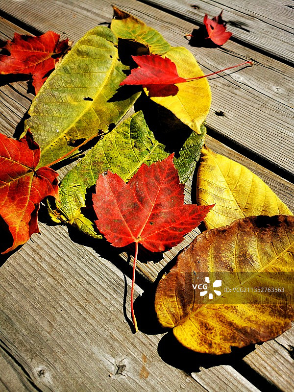 木头上的枫叶的俯视角度照片图片素材