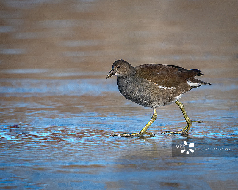 黑水鸡栖息在美国纽约州贝尔莫尔湖中的侧面照图片素材