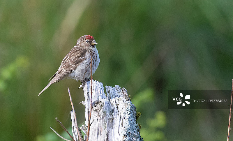 鸣雀栖息在英国马尔岛木头上的特写图片素材
