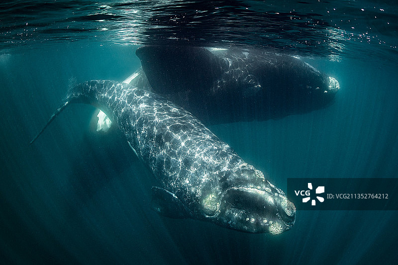阿根廷丘布特省马德林港海中游泳的海豚特写图片素材
