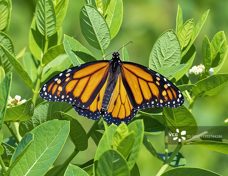 植物上的蝴蝶特写，美国阿肯色州萨林镇图片素材