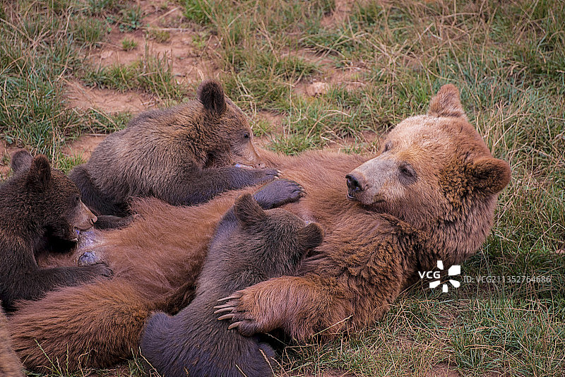 棕熊一家，母熊与三只幼崽，地点：西班牙坎塔布里亚图片素材