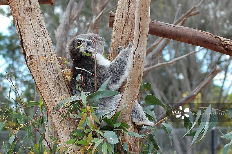 澳大利亚维多利亚州墨尔本：栖息在树上的鸟类特写图片素材