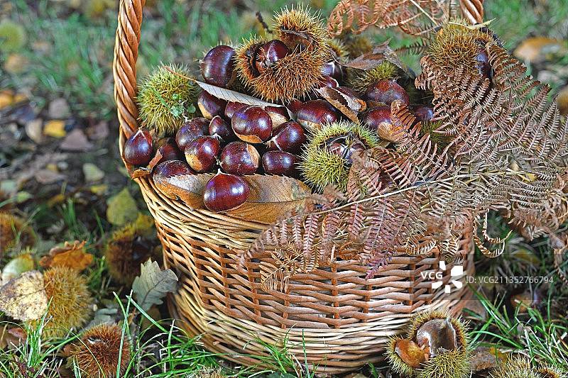 Montcaret,法国，田野里篮子里的松果特写图片素材