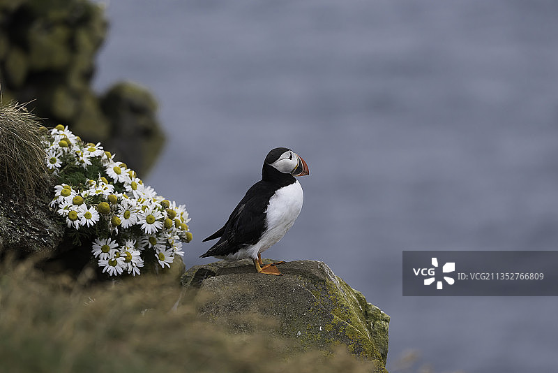 冰岛栖息在岩石上的海鹦特写图片素材
