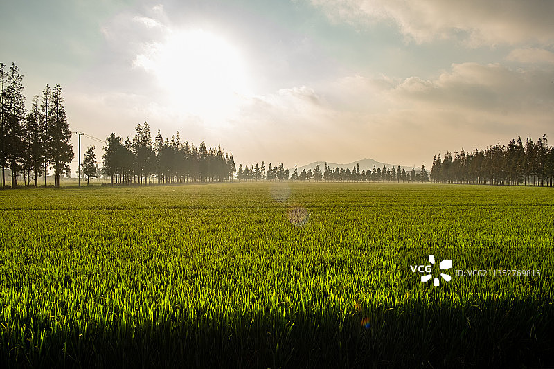 农田 水稻图片素材