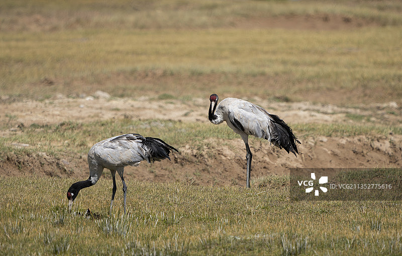 西藏阿里的黑颈鹤，野生动物主题,野外动物图片素材