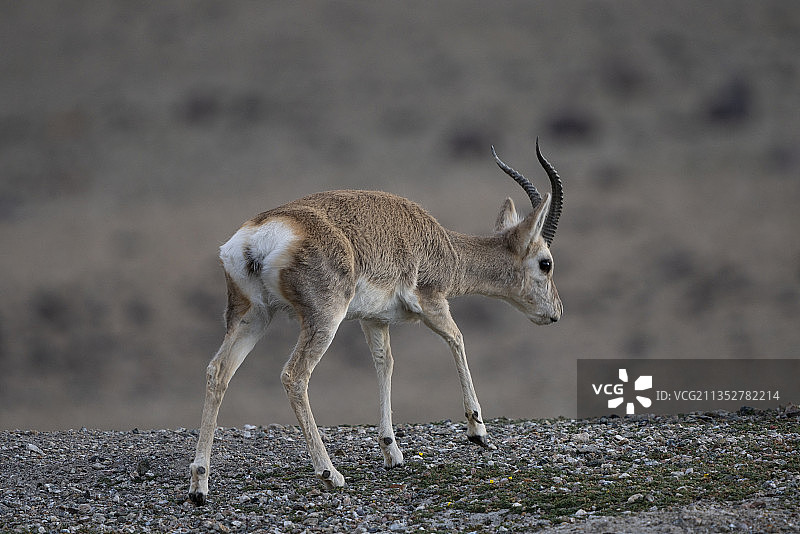 西藏阿里高原无人区的藏原羚，国家保护动物藏羚羊图片素材