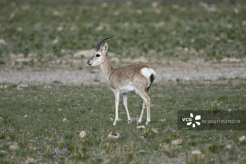 西藏阿里高原无人区的藏原羚，国家保护动物藏羚羊图片素材