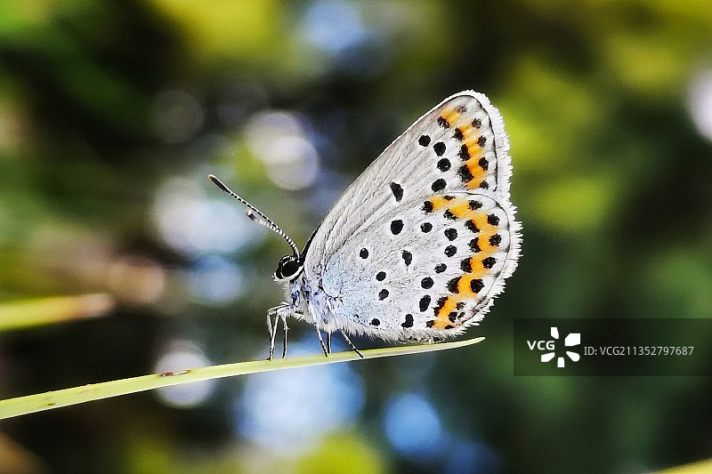 小灰蝶图片素材