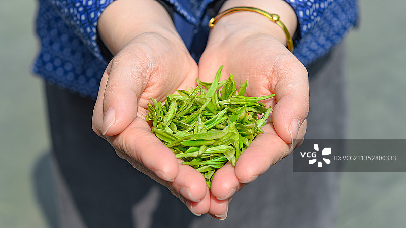 西湖龙井茶图片素材