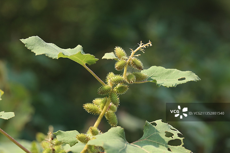 苍耳图片素材