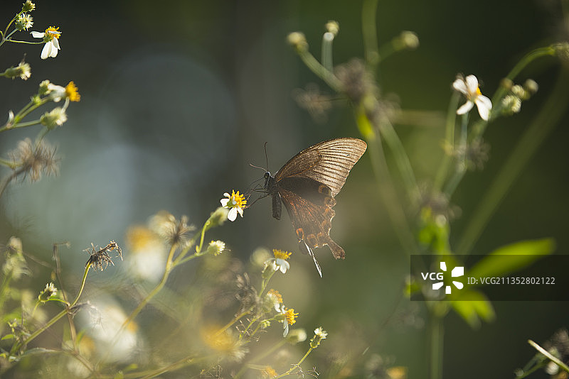 碧凤蝶图片素材
