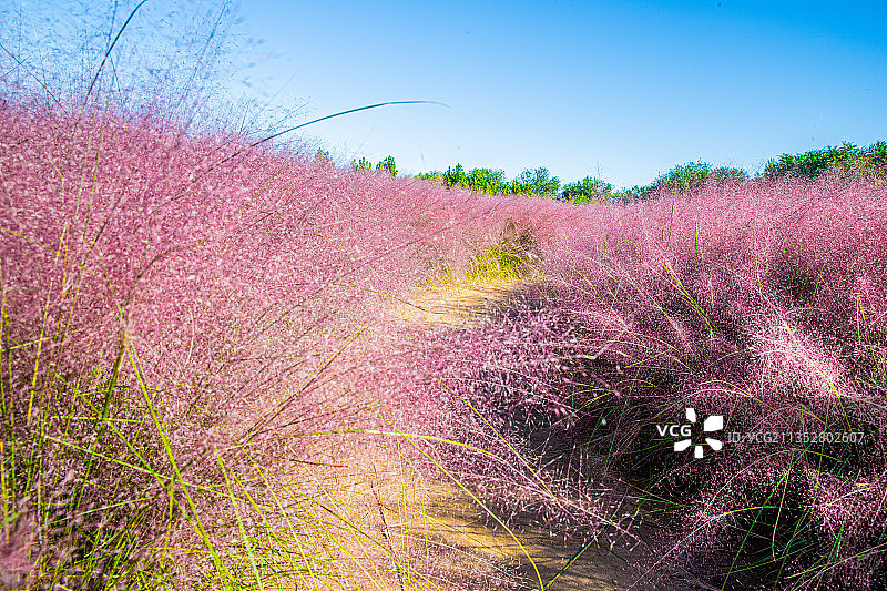 北京永定河畔的粉黛盛开处于最佳观赏期图片素材