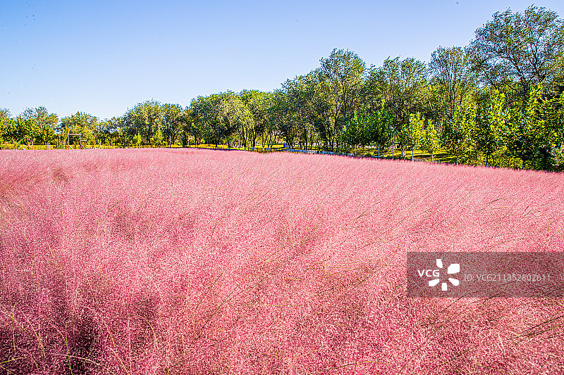 北京永定河畔的粉黛盛开处于最佳观赏期图片素材