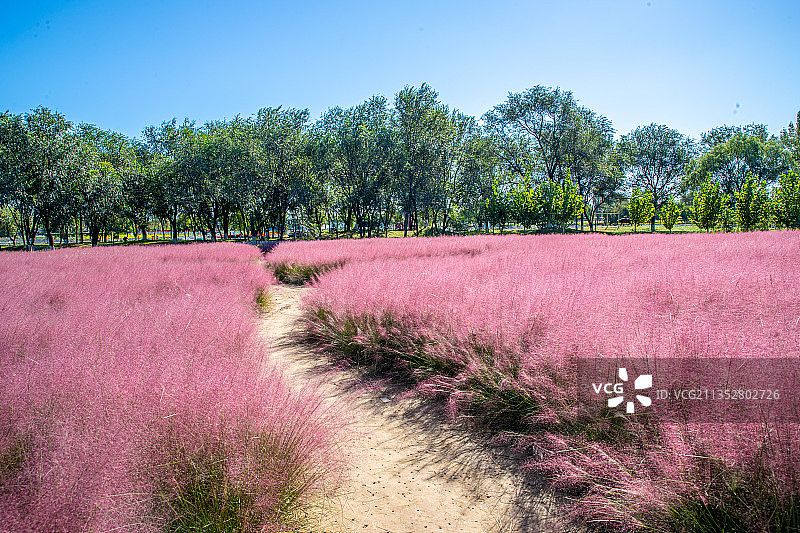 北京永定河畔的粉黛盛开处于最佳观赏期图片素材
