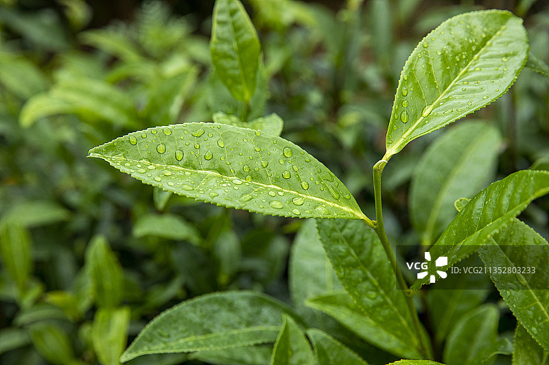 茶叶新绿图片素材