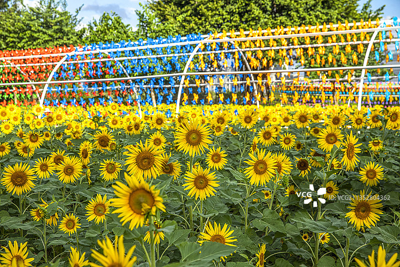 向日葵盛开图片素材
