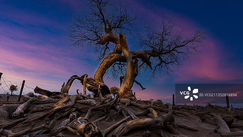 怪树林图片素材