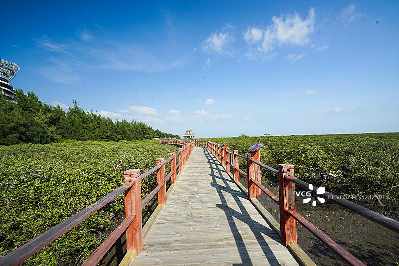 北海红树林图片素材