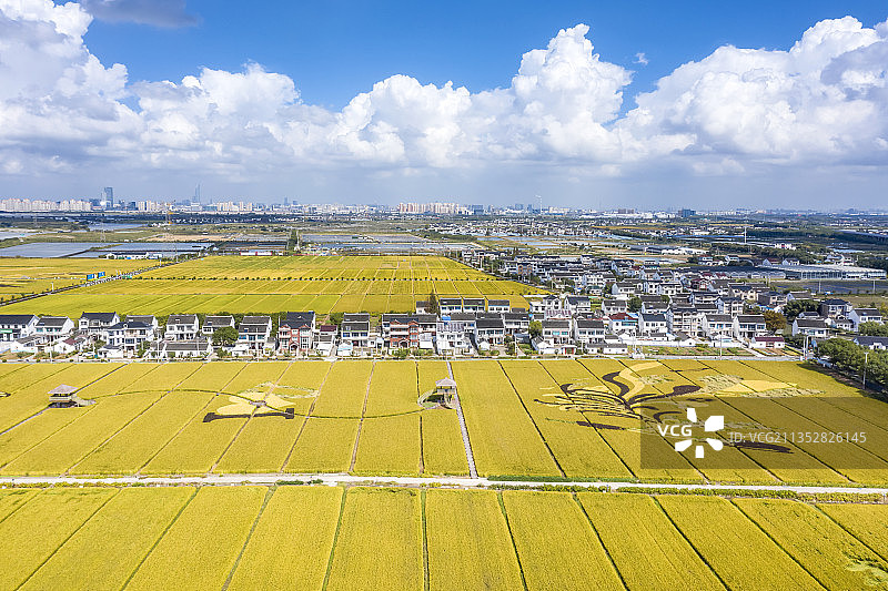 苏州北联村秋天的水稻航拍图片素材