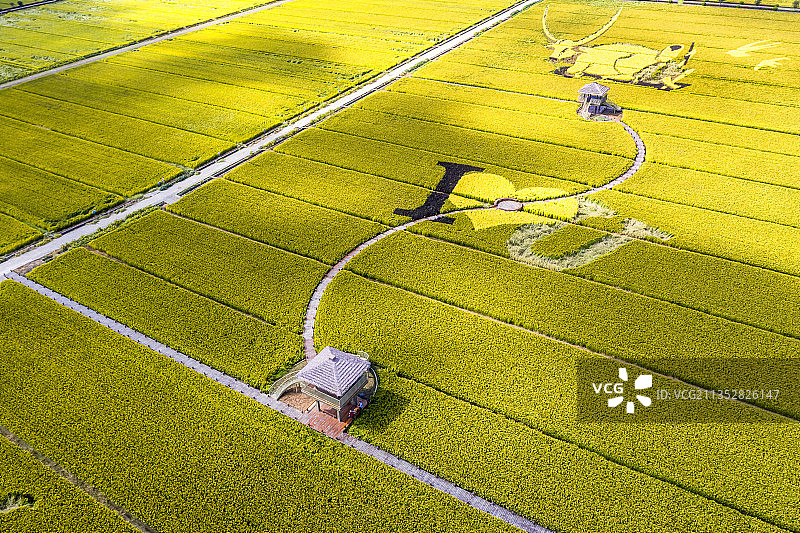 苏州北联村秋天的水稻航拍图片素材