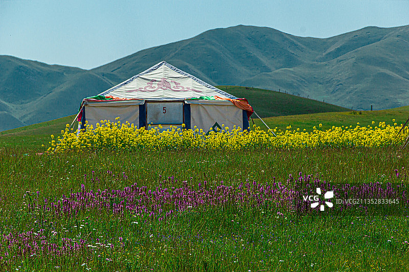 青海省海北州金银滩草原蒙古包帐篷和油菜花草地远景图片素材
