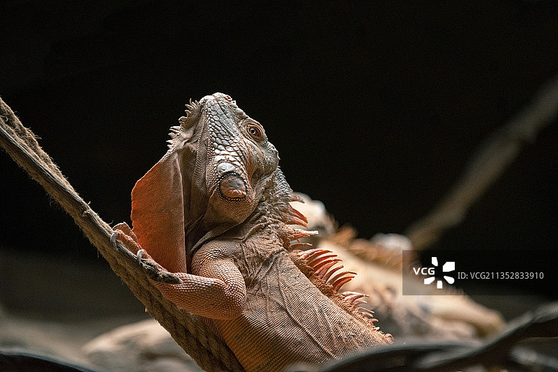 丛林中一只红色的蜥蜴沿着树枝向上攀爬图片素材