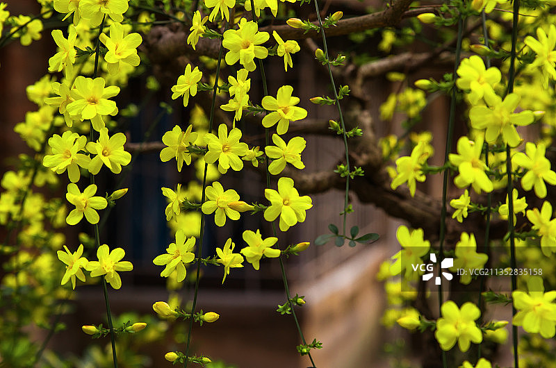 迎春花儿开图片素材