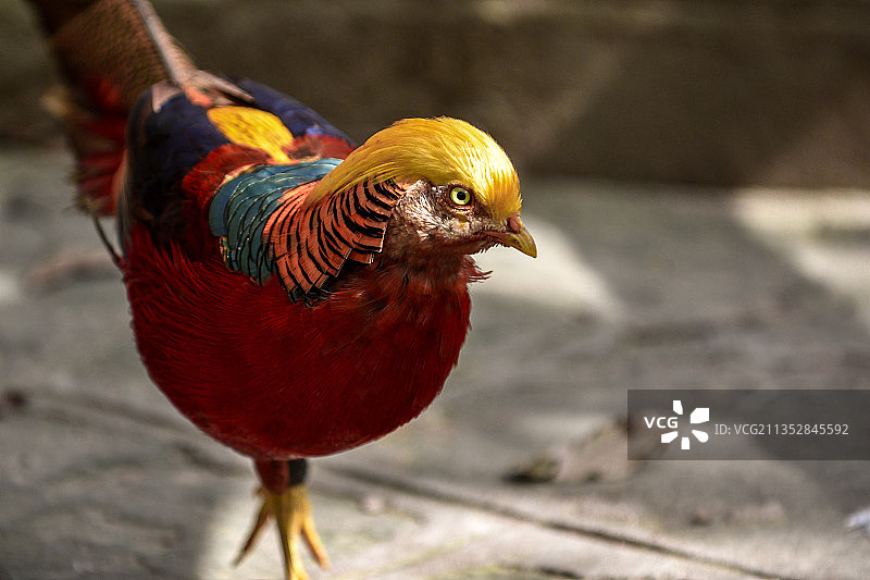 大连市老虎滩海洋公园鸟语林图片素材