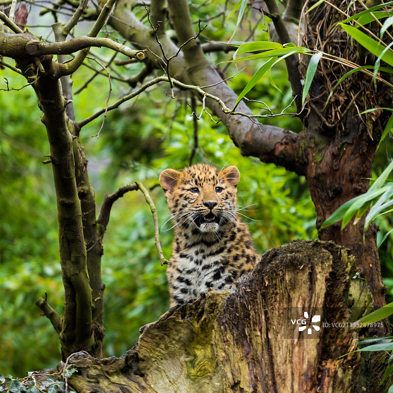 豹子栖息在树上的低角度视图，英国科尔切斯特图片素材