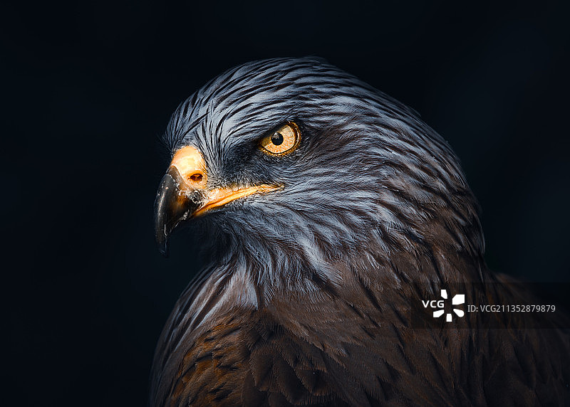 秃鹰特写，西班牙马德里图片素材